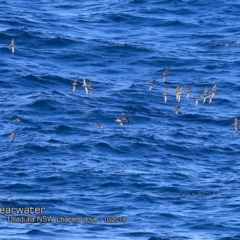 Ardenna tenuirostris (Short-tailed Shearwater, Muttonbird) at Undefined - 7 Oct 2018 by CharlesDove