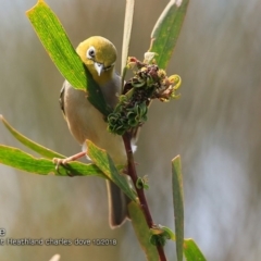 Zosterops lateralis (Silvereye) at Dolphin Point, NSW - 2 Oct 2018 by Charles Dove