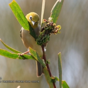 Zosterops lateralis at Meroo National Park - 3 Oct 2018