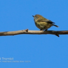 Acanthiza lineata (Striated Thornbill) at Dolphin Point, NSW - 2 Oct 2018 by CharlesDove