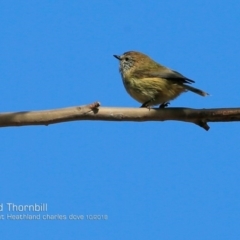 Acanthiza lineata (Striated Thornbill) at Wairo Beach and Dolphin Point - 3 Oct 2018 by CharlesDove