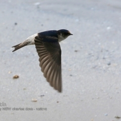 Petrochelidon nigricans (Tree Martin) at Undefined - 6 Oct 2018 by CharlesDove