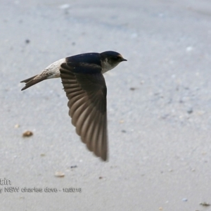 Petrochelidon nigricans at undefined - 7 Oct 2018 12:00 AM