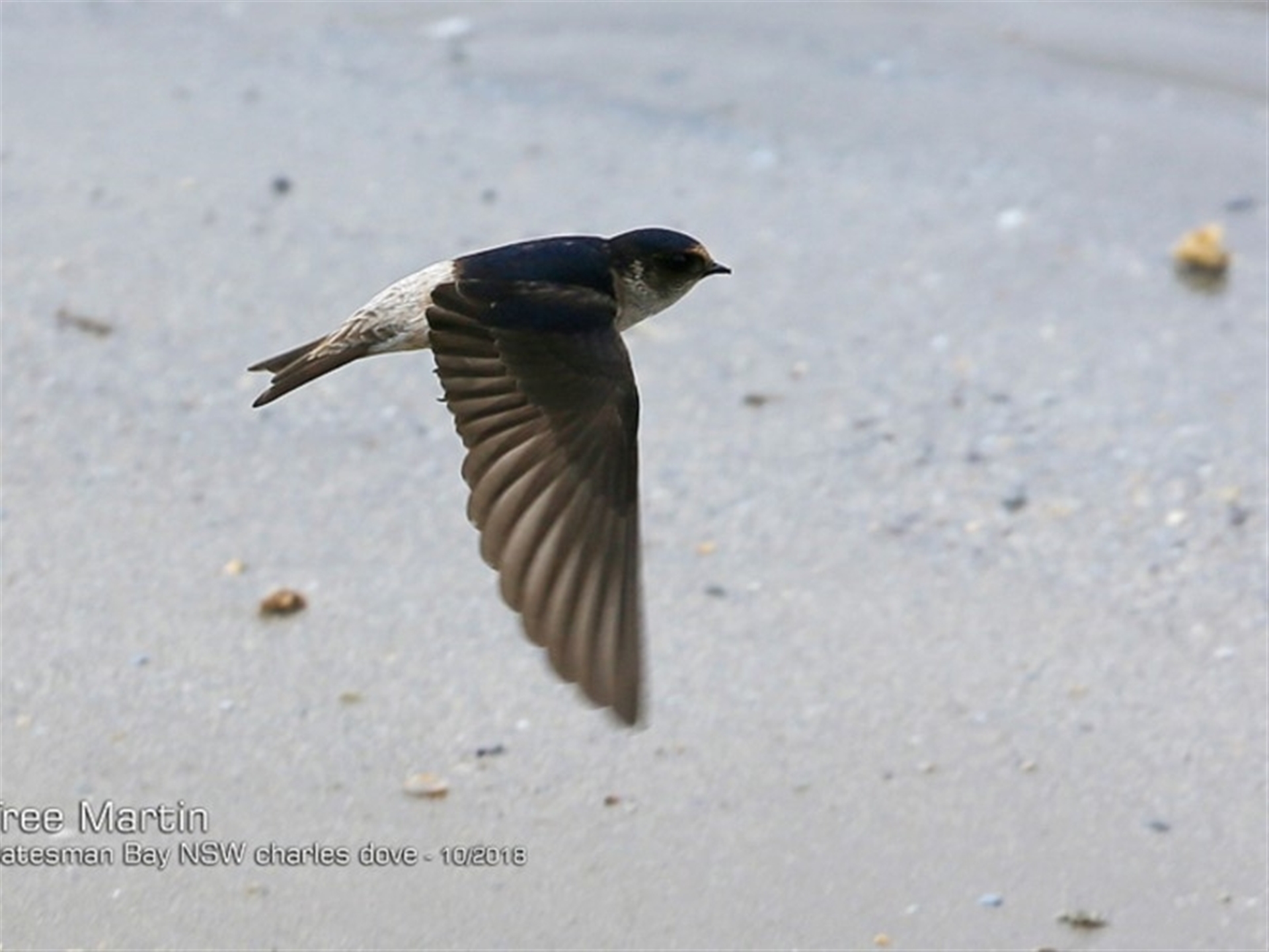 Petrochelidon nigricans at undefined - 7 Oct 2018 12:00 AM