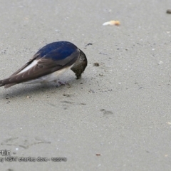 Petrochelidon nigricans at undefined - 7 Oct 2018 12:00 AM