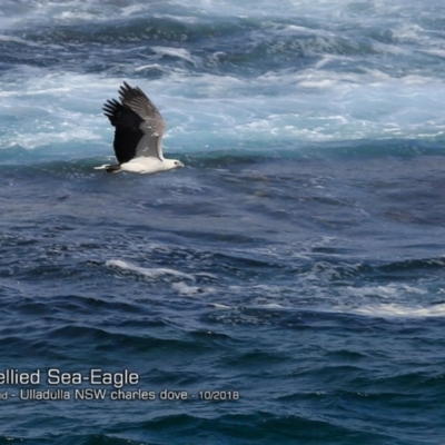 Haliaeetus leucogaster (White-bellied Sea-Eagle) at Undefined - 7 Oct 2018 by Charles Dove