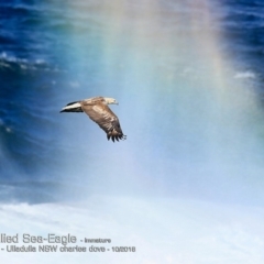 Icthyophaga leucogaster at undefined - 8 Oct 2018 12:00 AM