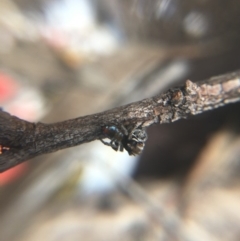 Maratus calcitrans (Kicking peacock spider) at Black Mountain - 7 Oct 2018 by W