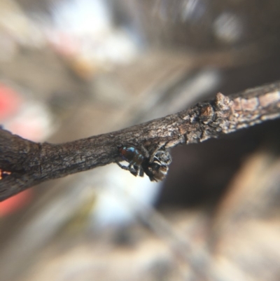 Maratus calcitrans (Kicking peacock spider) at Acton, ACT - 7 Oct 2018 by W