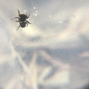 Maratus vespertilio at Acton, ACT - 7 Oct 2018