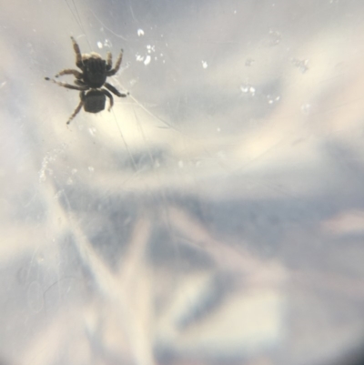 Maratus vespertilio (Bat-like peacock spider) at Black Mountain - 7 Oct 2018 by W