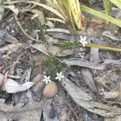 Rhytidosporum procumbens (White Marianth) at Black Mountain - 6 Oct 2018 by W