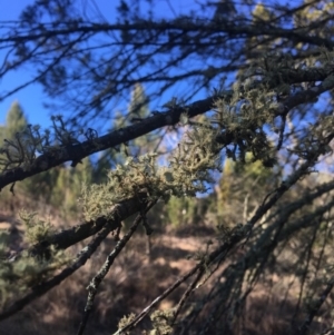 Usnea sp. (genus) at Dunlop, ACT - 15 Jul 2018 02:43 PM