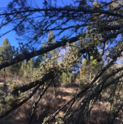 Usnea sp. (genus) (Bearded lichen) at Dunlop, ACT - 15 Jul 2018 by W