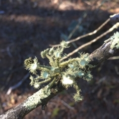 Usnea sp. (genus) at Dunlop, ACT - 15 Jul 2018 02:43 PM