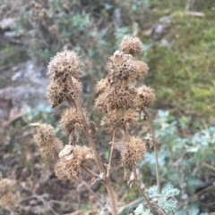 Marrubium vulgare (Horehound) at Watson, ACT - 1 Jul 2018 by W