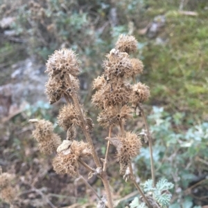 Marrubium vulgare at Watson, ACT - 1 Jul 2018