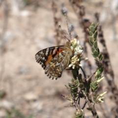 Vanessa kershawi (Australian Painted Lady) at Kambah, ACT - 7 Oct 2018 by MatthewFrawley