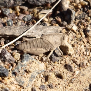 Goniaea sp. (genus) at Kambah, ACT - 7 Oct 2018