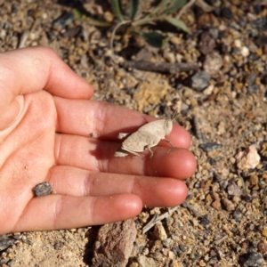 Goniaea sp. (genus) at Kambah, ACT - 7 Oct 2018