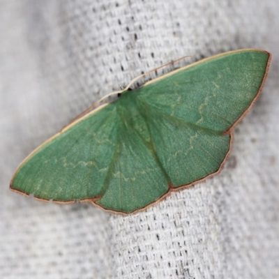 Prasinocyma semicrocea (Common Gum Emerald moth) at O'Connor, ACT - 8 Oct 2018 by ibaird