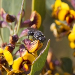 Hylaeus (Xenohylaeus) leptospermi (A masked bee) at Illilanga & Baroona - 13 Oct 2017 by Illilanga