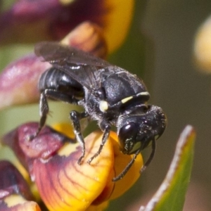 Hylaeus (Xenohylaeus) leptospermi at Michelago, NSW - 13 Oct 2017 03:03 PM