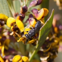 Hylaeus (Xenohylaeus) leptospermi at Michelago, NSW - 13 Oct 2017