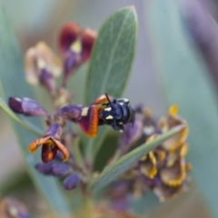 Hylaeus (Planihylaeus) daviesiae (Hylaeine colletid bee) at Illilanga & Baroona - 13 Oct 2017 by Illilanga