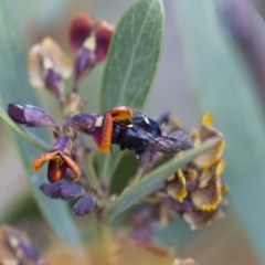 Hylaeus (Planihylaeus) daviesiae at Michelago, NSW - 13 Oct 2017