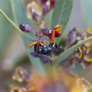 Hylaeus (Planihylaeus) daviesiae at Michelago, NSW - 13 Oct 2017