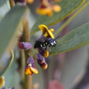 Hylaeus (Planihylaeus) daviesiae at Michelago, NSW - 13 Oct 2017 02:52 PM