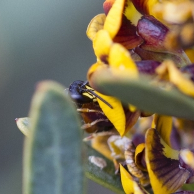 Hylaeus (Planihylaeus) daviesiae (Hylaeine colletid bee) at Michelago, NSW - 13 Oct 2017 by Illilanga