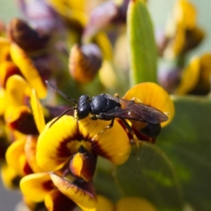 Hylaeus (Planihylaeus) daviesiae at Michelago, NSW - 13 Oct 2017