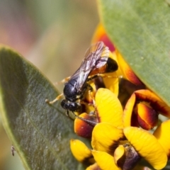 Hylaeus (Planihylaeus) daviesiae at Michelago, NSW - 13 Oct 2017