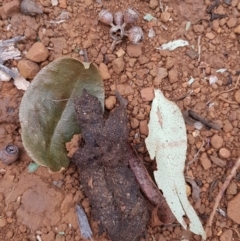 Unidentified at Buckenbowra State Forest - 23 Aug 2018 by nickhopkins