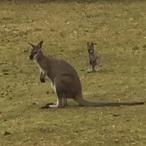 Notamacropus rufogriseus at Cuttagee, NSW - 11 Oct 2018