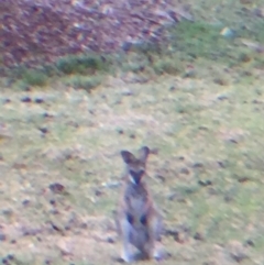 Notamacropus rufogriseus at Cuttagee, NSW - 11 Oct 2018 07:42 AM