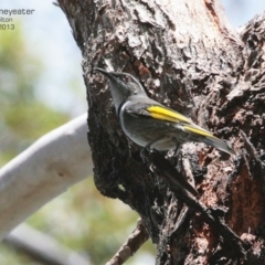 Phylidonyris pyrrhopterus (Crescent Honeyeater) at Morton National Park - 20 Mar 2013 by CharlesDove