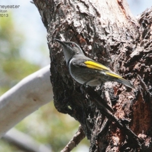 Phylidonyris pyrrhopterus at Morton National Park - 20 Mar 2013