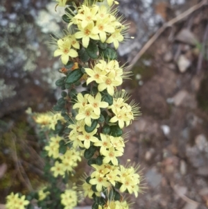 Phebalium squamulosum subsp. ozothamnoides at The Ridgeway, NSW - 10 Oct 2018 02:01 PM