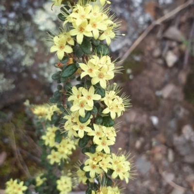 Phebalium squamulosum subsp. ozothamnoides (Alpine Phebalium, Scaly Phebalium) at The Ridgeway, NSW - 10 Oct 2018 by purple66