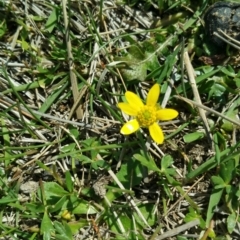 Ranunculus papulentus (Large River Buttercup) at Wallaroo, NSW - 8 Oct 2018 by nath_kay