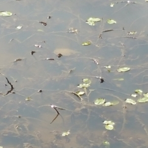 Chelodina longicollis at Wallaroo, NSW - 8 Oct 2018