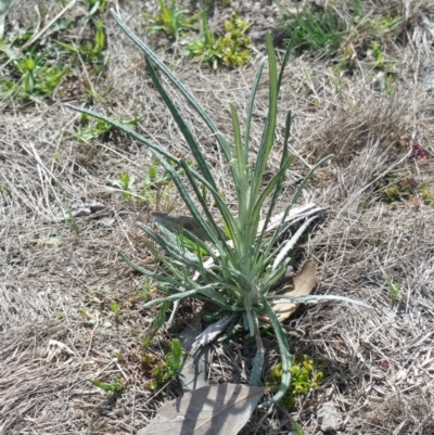 Senecio quadridentatus (Cotton Fireweed) at Amaroo, ACT - 9 Oct 2018 by nathkay