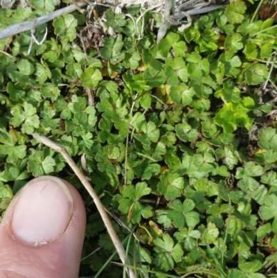 Hydrocotyle tripartita (Pennywort) at Amaroo, ACT - 9 Oct 2018 by nathkay