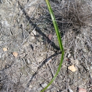 Burchardia umbellata at Amaroo, ACT - 9 Oct 2018