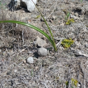 Burchardia umbellata at Amaroo, ACT - 9 Oct 2018