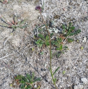 Linaria pelisseriana at Amaroo, ACT - 15 Oct 2018 02:39 PM