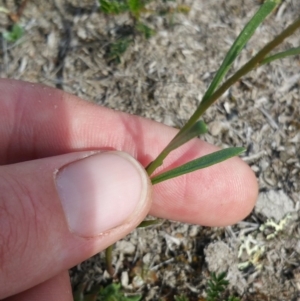 Linaria pelisseriana at Amaroo, ACT - 15 Oct 2018